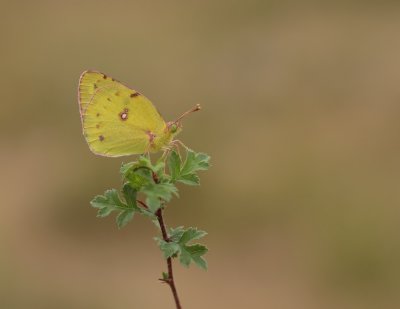 Gele Luzernevlinder / Pale Clouded Yellow