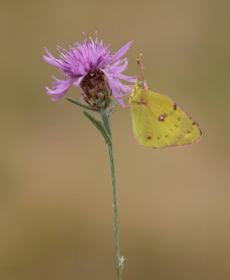 Gele Luzernevlinder / Pale Clouded Yellow
