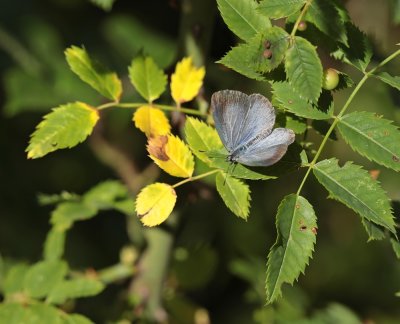 Boomblauwtjes / Holly Blue