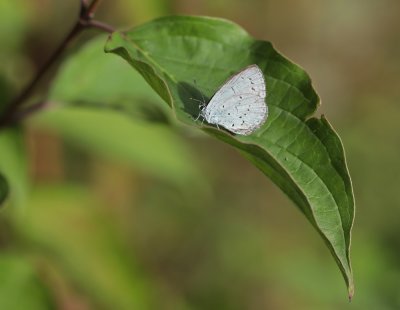Boomblauwtjes / Holly Blue