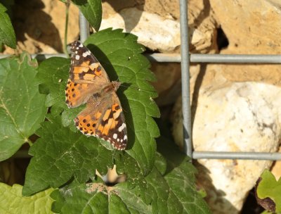 :: Dagvlinders van Nederland / Butterflies of the Netherlands ::