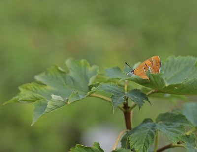 Sleedoornpage / Brown Hairstreak