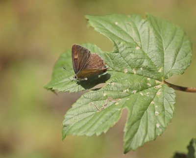 Sleedoornpage / Brown Hairstreak