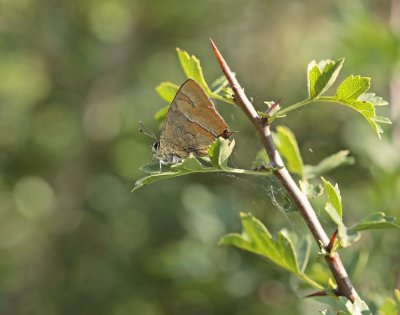 Sleedoornpage / Brown Hairstreak