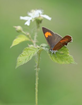 Sleedoornpage / Brown Hairstreak