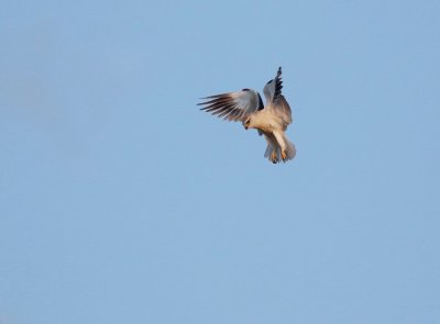 Grijze Wouw / Black-winged Kite