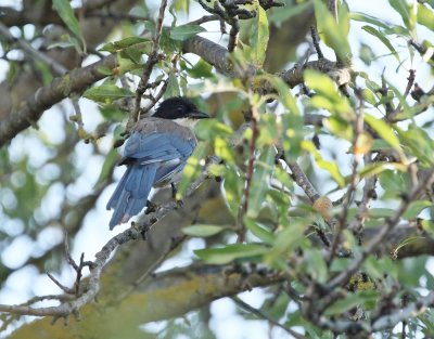 Blauwe Ekster / Iberian Magpie