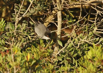 Kleine Zwartkop / Sardinian Warbler