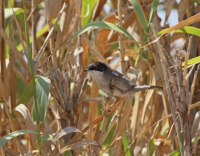 Kleine Zwartkop / Sardinian Warbler