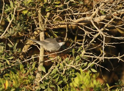 Kleine Zwartkop / Sardinian Warbler