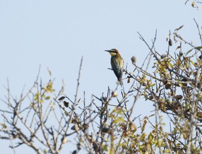 Bijeneter / European Bee-eater
