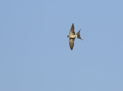 Roodstuitzwaluw / Red-rumped Swallow