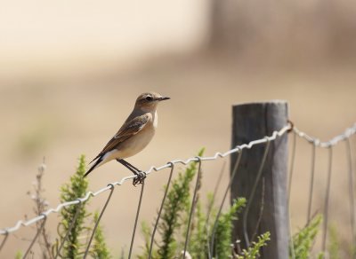 :: Tapuit / Northern Wheatear ::