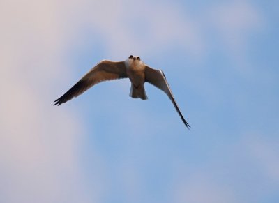 Grijze Wouw / Black-winged Kite