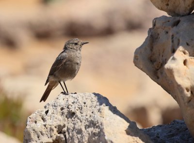 Zwarte Roodstaart / Black Redstart