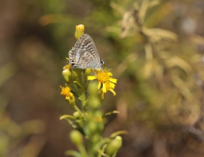 Tijgerblauwtje / Long-tailed Blue