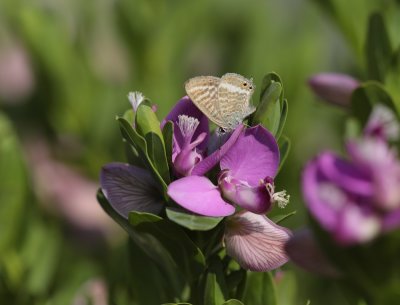 Tijgerblauwtje / Long-tailed Blue
