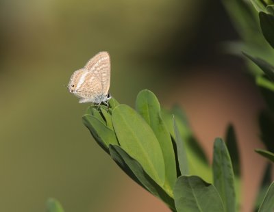 Tijgerblauwtje / Long-tailed Blue