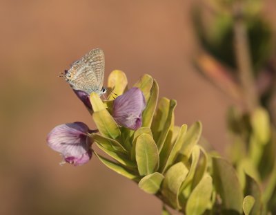 Tijgerblauwtje / Long-tailed Blue