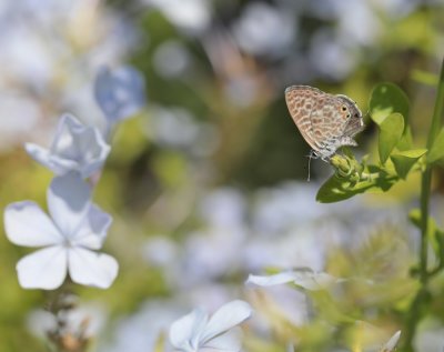 Klein Tijgerblauwtje / Lang's Short-tailed Blue