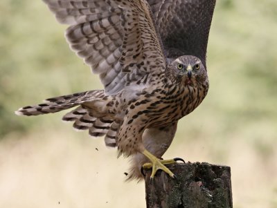 Havik / Northern Goshawk