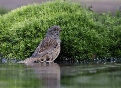 Heggenmus / Dunnock