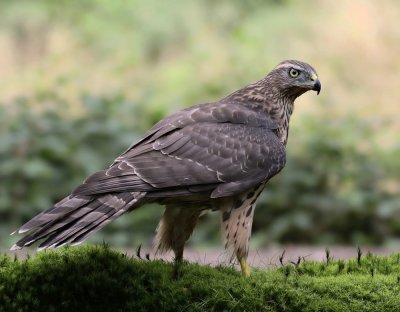 Havik / Northern Goshawk