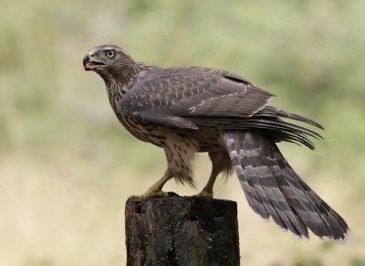 Havik / Northern Goshawk