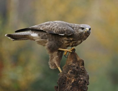 Buizerd / Common Buzzard