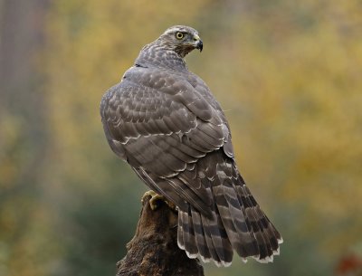 Havik / Northern Goshawk