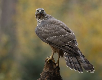 Havik / Northern Goshawk