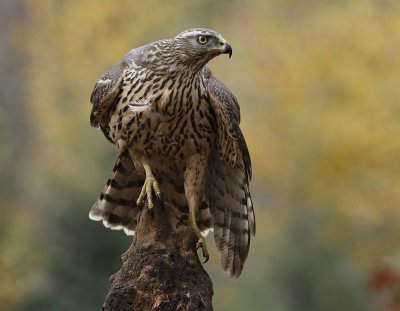 Havik / Northern Goshawk