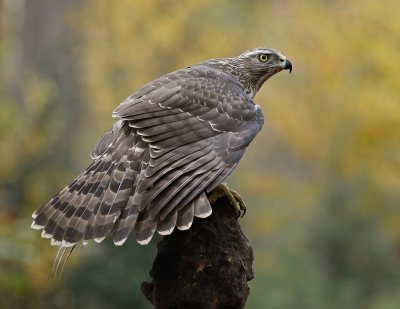 Havik / Northern Goshawk