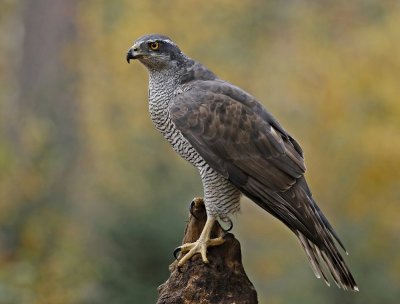 Havik / Northern Goshawk
