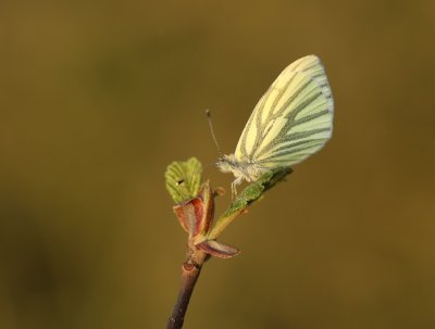 Klein Geaderd Witje / Green-veined White