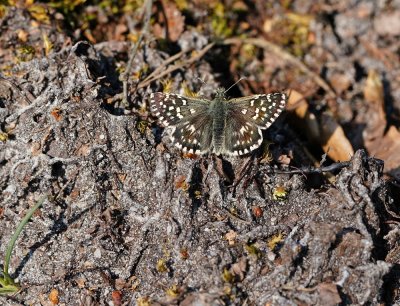 Aardbeivlinder / Grizzled Skipper