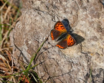 Kleine Vuurvlinder / Small Copper