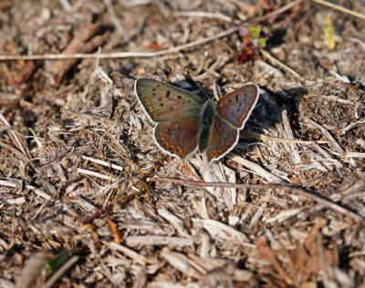 Bruine Vuurvlinder / Sooty Copper