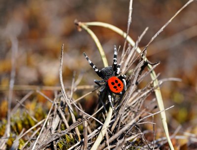 Lentevuurspin / Ladybird Spider
