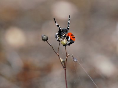 Lentevuurspin / Ladybird Spider