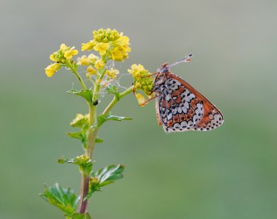 Veldparelmoervlinder / Glanville Fritillary