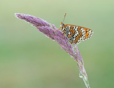 Veldparelmoervlinder / Glanville Fritillary