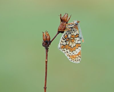 Veldparelmoervlinder / Glanville Fritillary