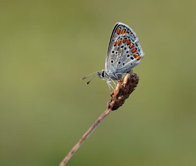 Bruin Blauwtje / Brown Argus