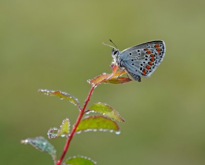 Bruin Blauwtje / Brown Argus