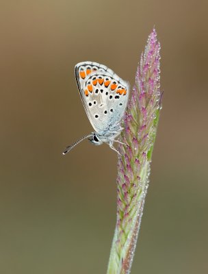 Bruin Blauwtje / Brown Argus