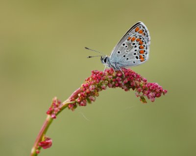 Bruin Blauwtje / Brown Argus