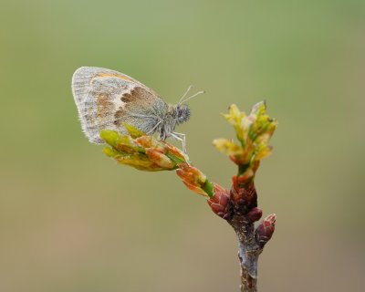 Hooibeestje / Small Heath