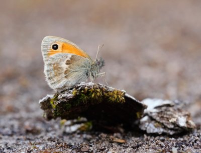 Hooibeestje / Small Heath