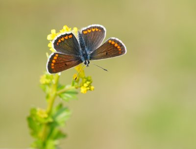 Bruin Blauwtje / Brown Argus